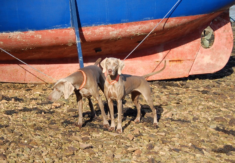 CH. D'joy del sixth sense von silberweiss jäger