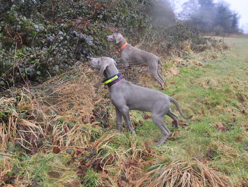 CH. D'joy del sixth sense von silberweiss jäger