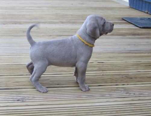 CH. D'joy del sixth sense von silberweiss jäger