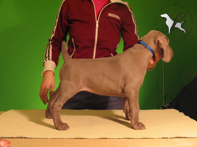 CH. Le cinquième element at silberweiss fala love'a