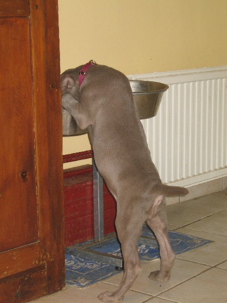 CH. Le cinquième element at silberweiss fala love'a