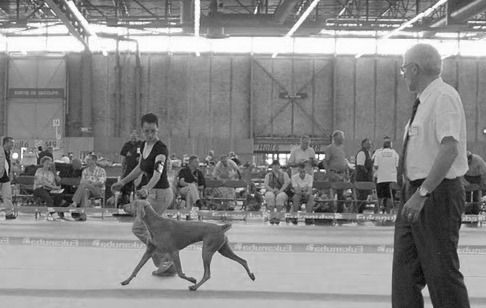 CH. D'joy del sixth sense von silberweiss jäger