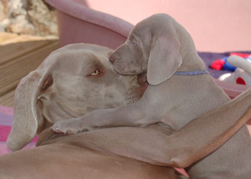 CH. D'joy del sixth sense von silberweiss jäger