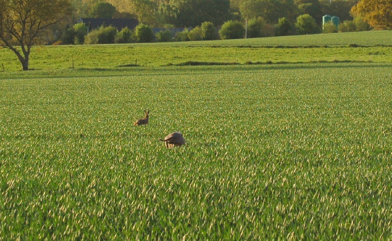 CH. D'joy del sixth sense von silberweiss jäger