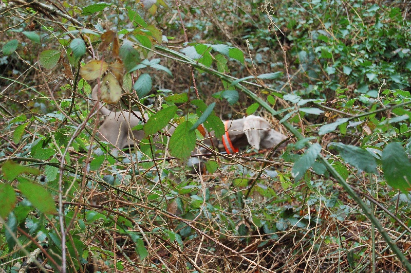 CH. D'joy del sixth sense von silberweiss jäger