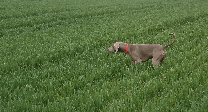 CH. D'joy del sixth sense von silberweiss jäger