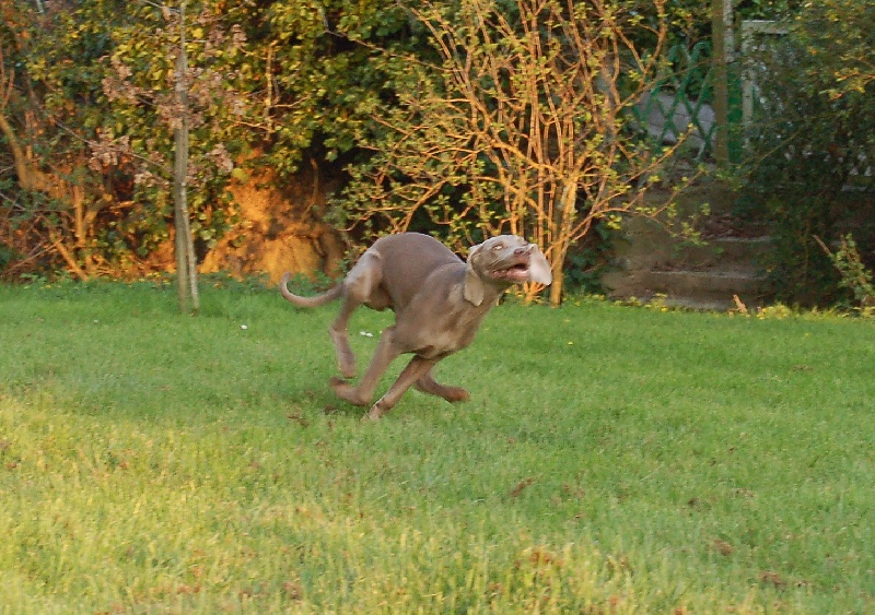 CH. D'joy del sixth sense von silberweiss jäger