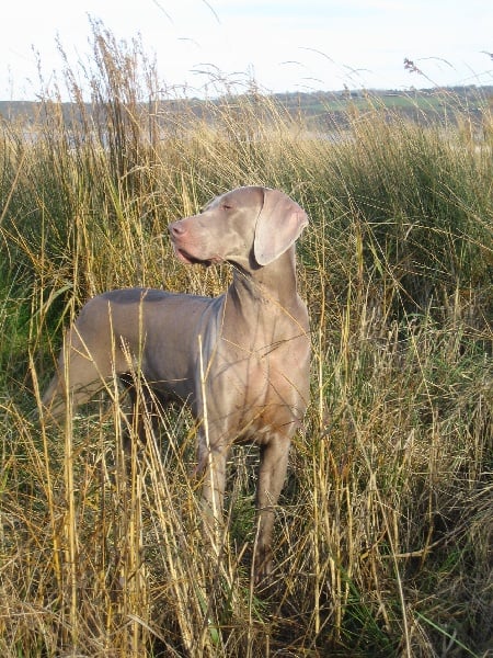 S'amber diva (Sans Affixe)