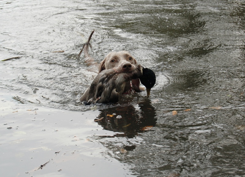 CH. D'joy del sixth sense von silberweiss jäger