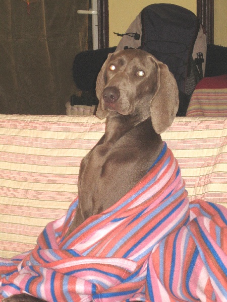 CH. Le cinquième element at silberweiss fala love'a