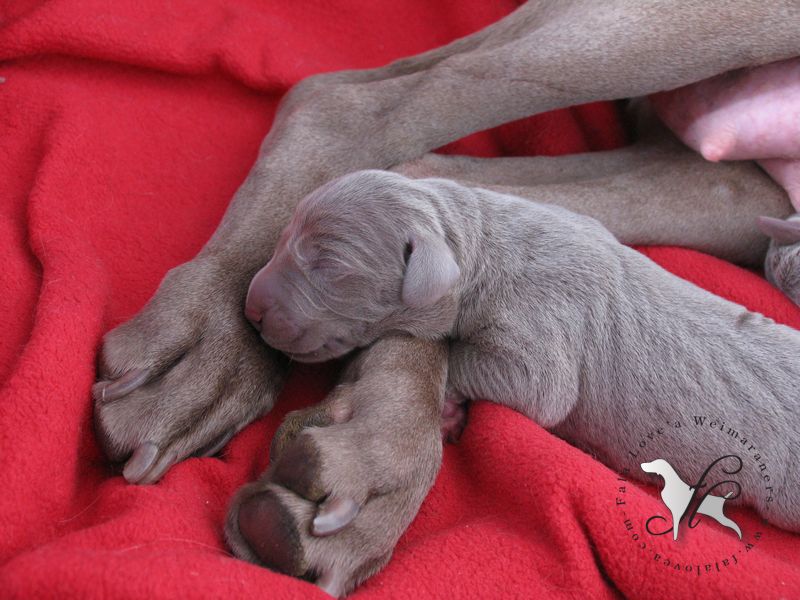 CH. Le cinquième element at silberweiss fala love'a