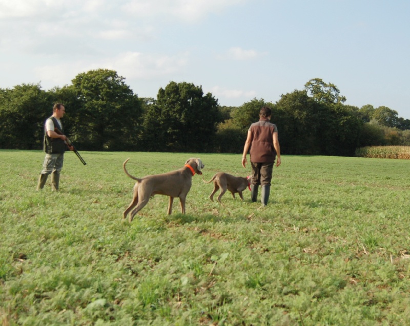 CH. D'joy del sixth sense von silberweiss jäger