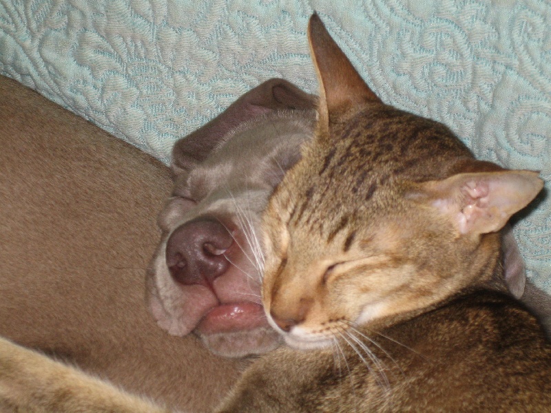 CH. Le cinquième element at silberweiss fala love'a