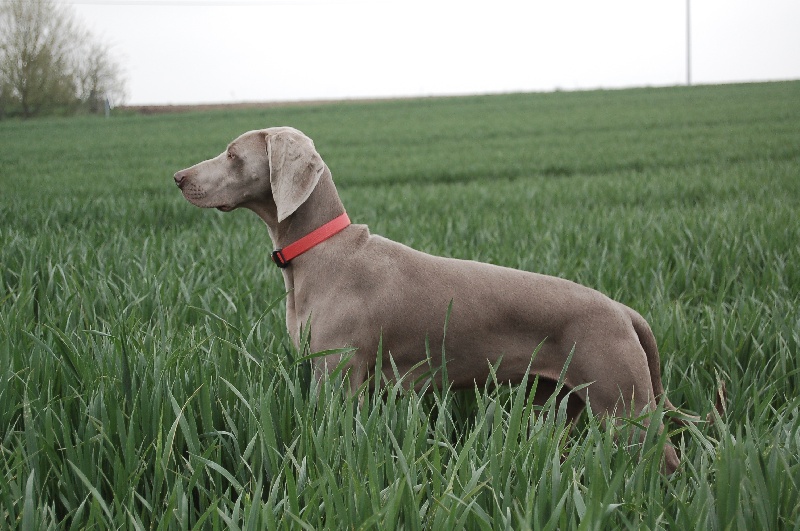 CH. D'joy del sixth sense von silberweiss jäger