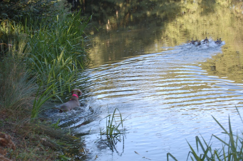 CH. D'joy del sixth sense von silberweiss jäger