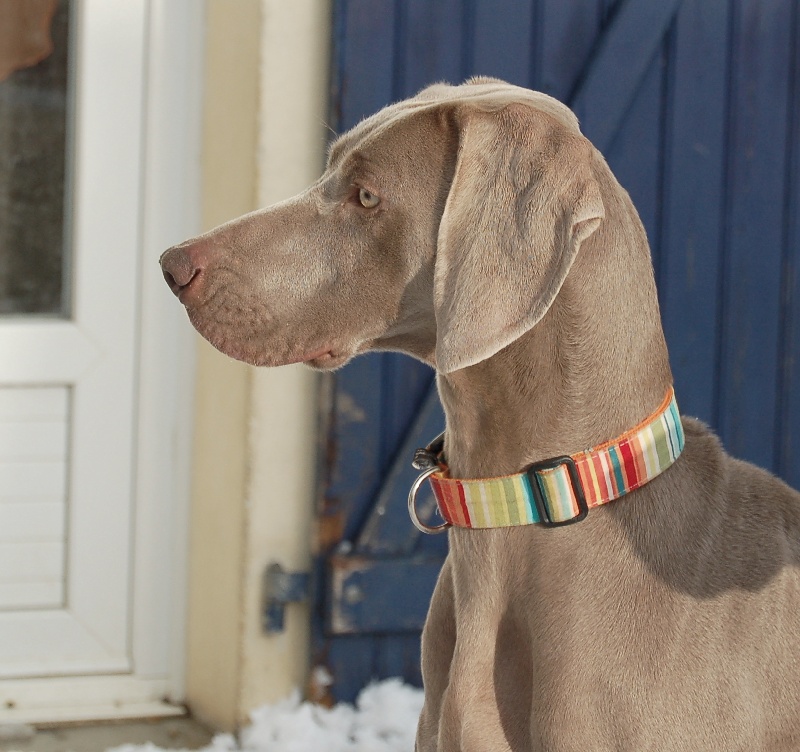 CH. D'joy del sixth sense von silberweiss jäger