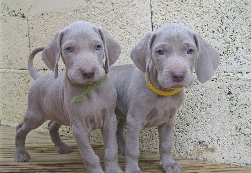 CH. D'joy del sixth sense von silberweiss jäger