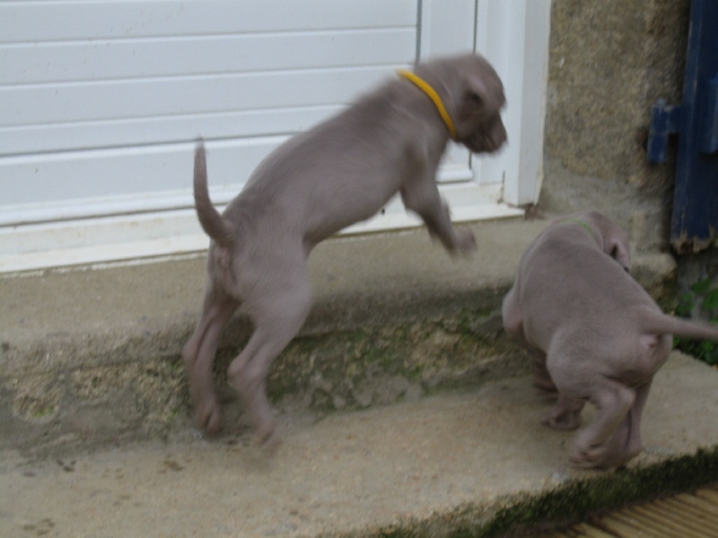 CH. D'joy del sixth sense von silberweiss jäger