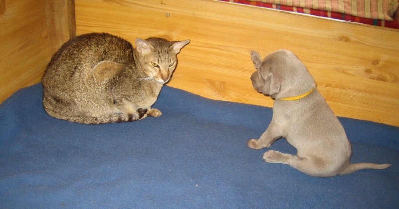 CH. D'joy del sixth sense von silberweiss jäger