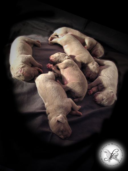 CH. Le cinquième element at silberweiss fala love'a