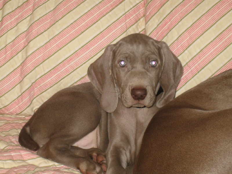 CH. Le cinquième element at silberweiss fala love'a