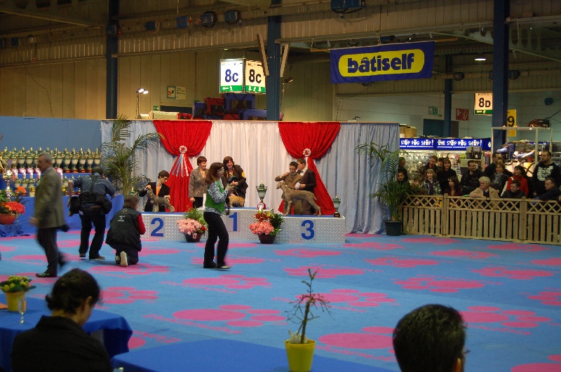 CH. D'joy del sixth sense von silberweiss jäger