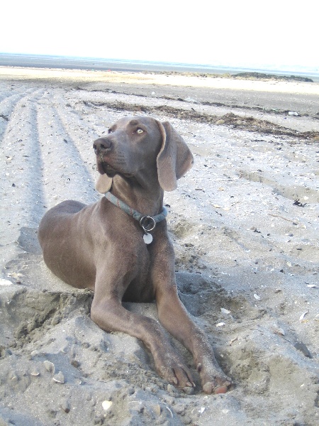 CH. Le cinquième element at silberweiss fala love'a