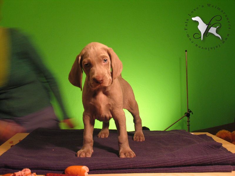 CH. Le cinquième element at silberweiss fala love'a