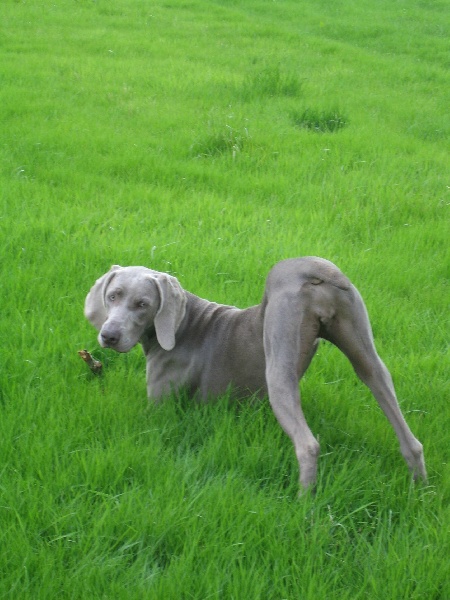 CH. Le cinquième element at silberweiss fala love'a