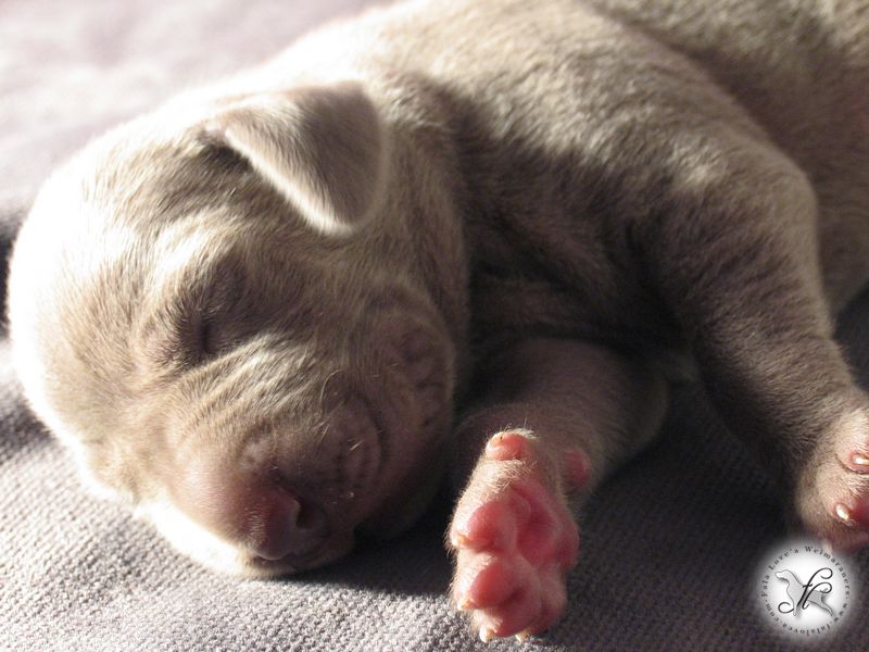 CH. Le cinquième element at silberweiss fala love'a