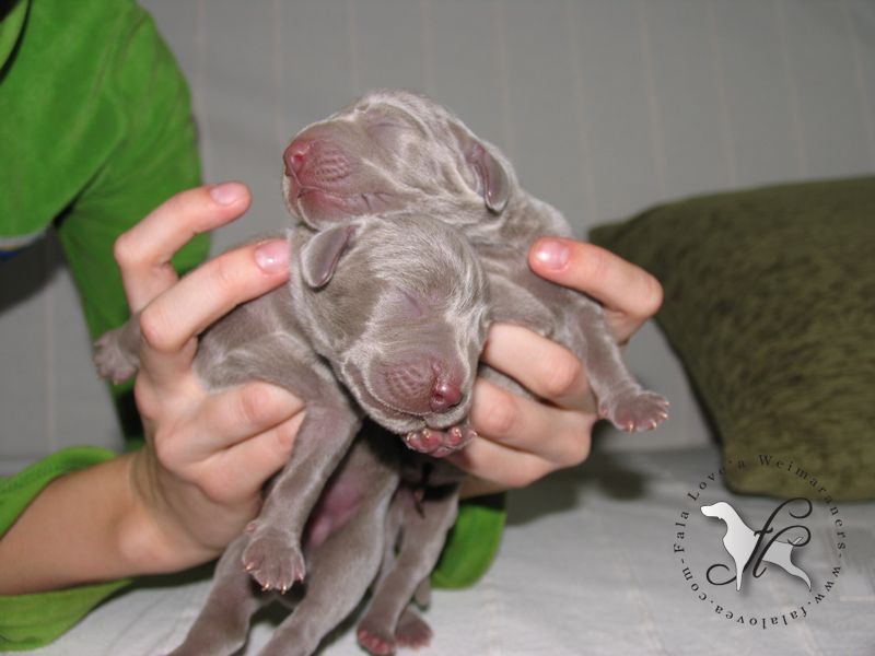 CH. Le cinquième element at silberweiss fala love'a