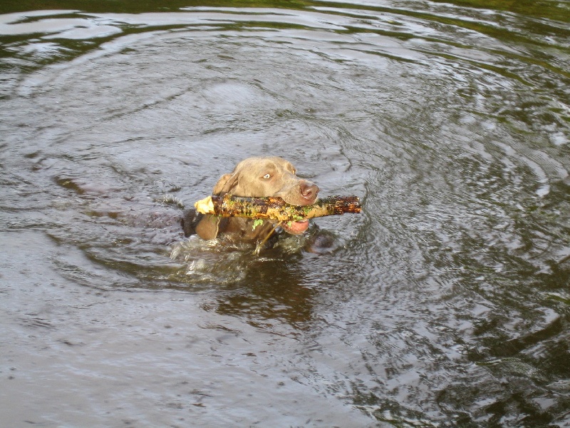 CH. Le cinquième element at silberweiss fala love'a