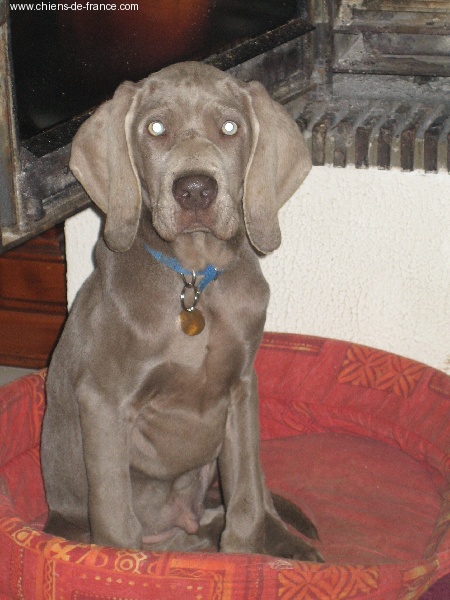 CH. Alfiero at silberweiss (Sans Affixe)