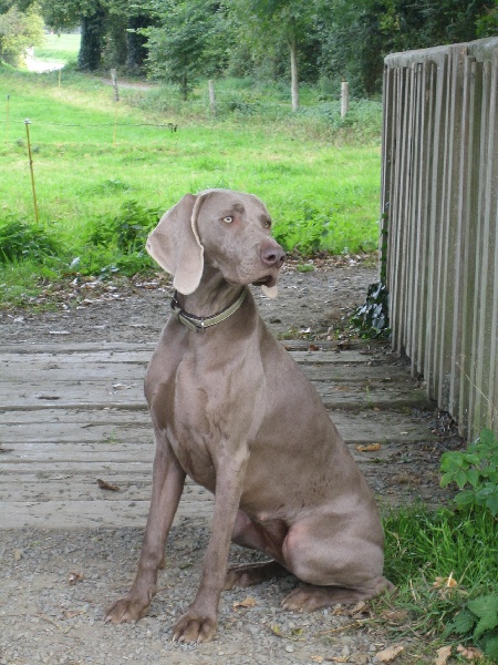 CH. Le cinquième element at silberweiss fala love'a