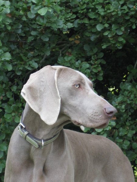 CH. Le cinquième element at silberweiss fala love'a