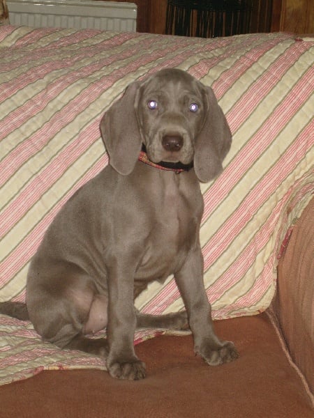 CH. Le cinquième element at silberweiss fala love'a