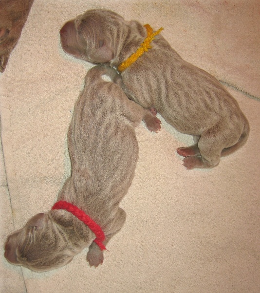 CH. D'joy del sixth sense von silberweiss jäger