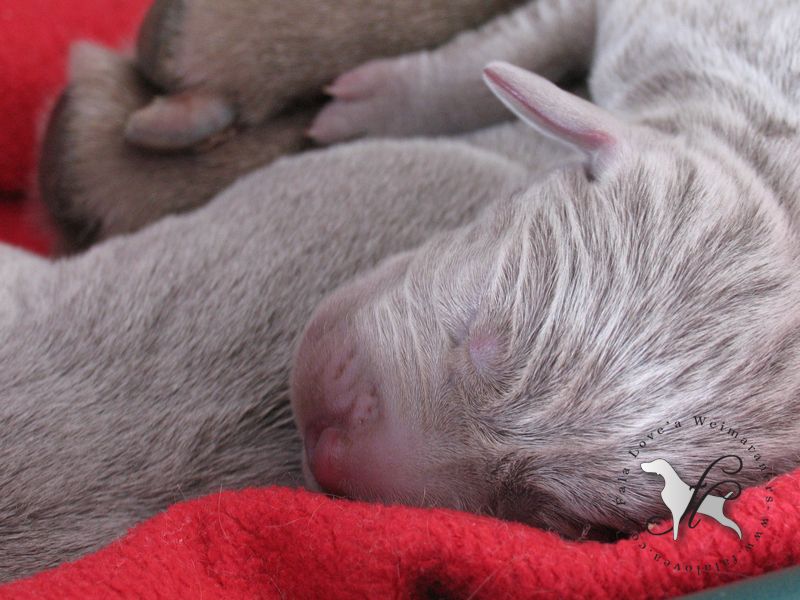 CH. Le cinquième element at silberweiss fala love'a