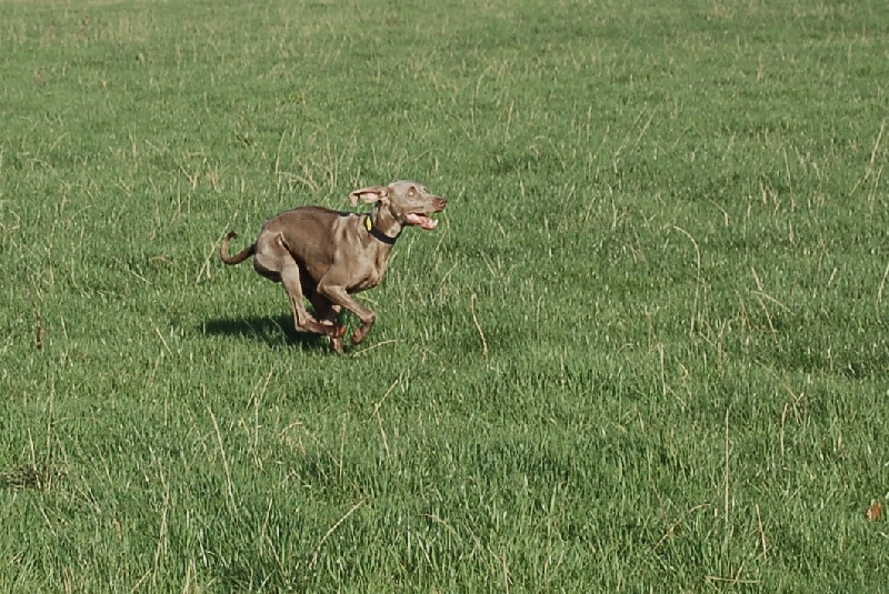 CH. D'joy del sixth sense von silberweiss jäger