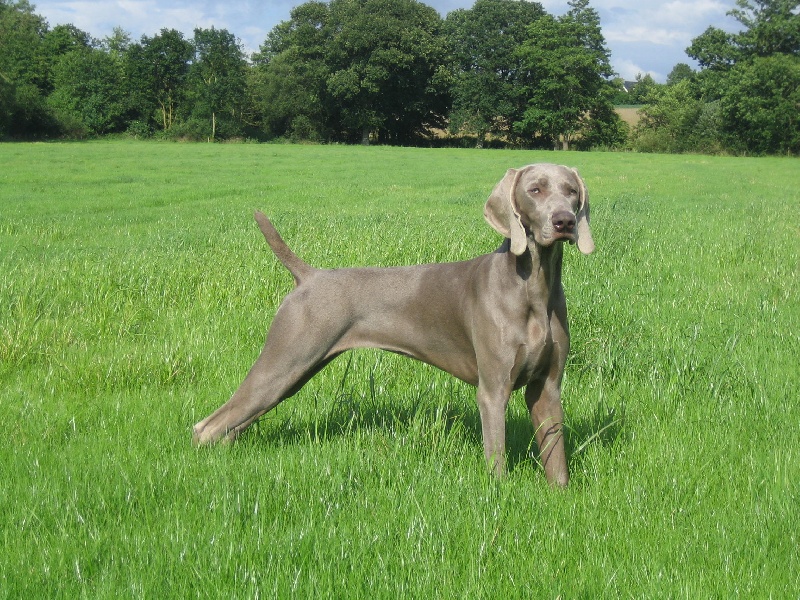 CH. Le cinquième element at silberweiss fala love'a