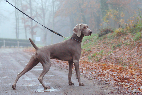 CH. Le cinquième element at silberweiss fala love'a