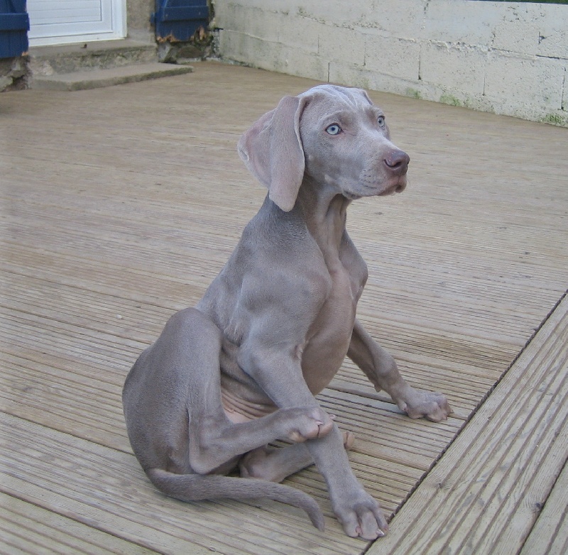 CH. D'joy del sixth sense von silberweiss jäger