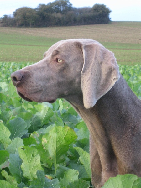 CH. Alfiero at silberweiss (Sans Affixe)