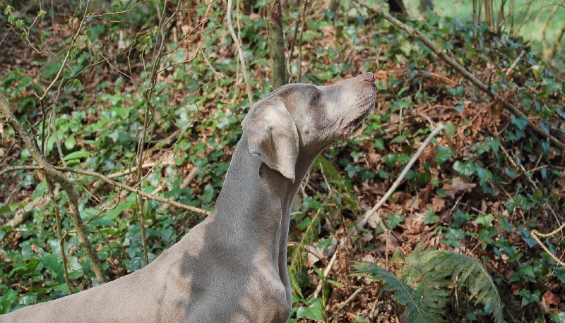 CH. D'joy del sixth sense von silberweiss jäger