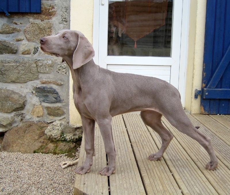 CH. D'joy del sixth sense von silberweiss jäger