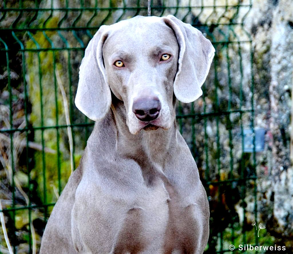 Royal flush von silberweiss jäger