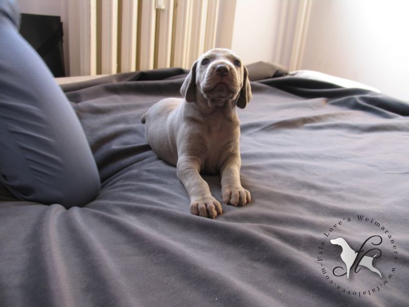 CH. Le cinquième element at silberweiss fala love'a