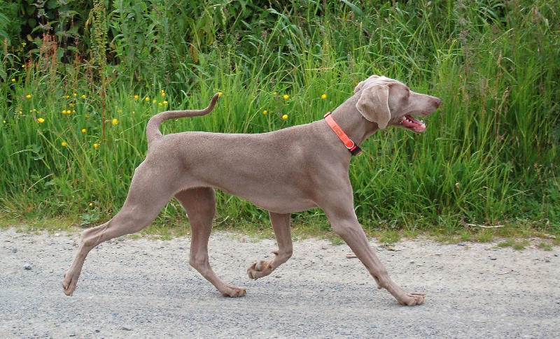 CH. D'joy del sixth sense von silberweiss jäger