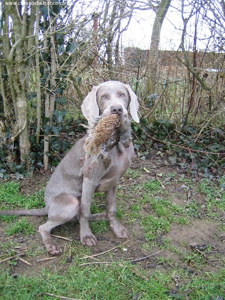 CH. Alfiero at silberweiss (Sans Affixe)