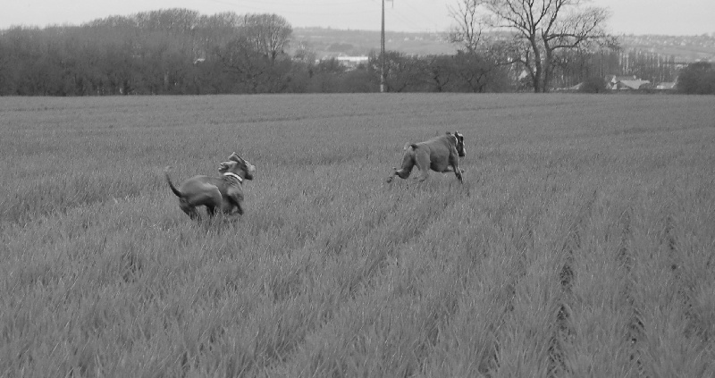 CH. D'joy del sixth sense von silberweiss jäger